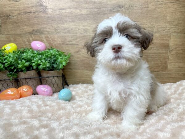 Teddy Bear DOG Male Chocolate Sable 8158 Petland Athens, OH