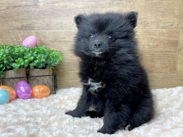 Pomeranian DOG Male Black 8177 Petland Athens, OH