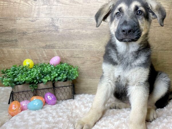 German Shepherd Dog DOG Male Black / Tan 8178 Petland Athens, OH