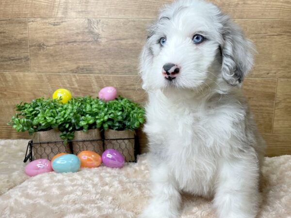 Mini Sheepadoodle DOG Male Blue Merle / White 8179 Petland Athens, OH