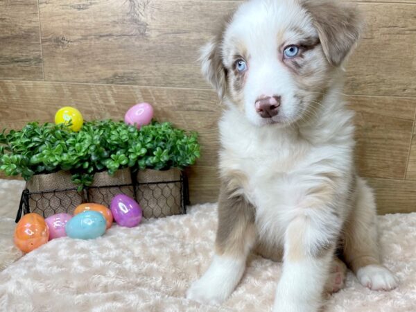 Australian Shepherd DOG Male Red Merle 8180 Petland Athens, OH