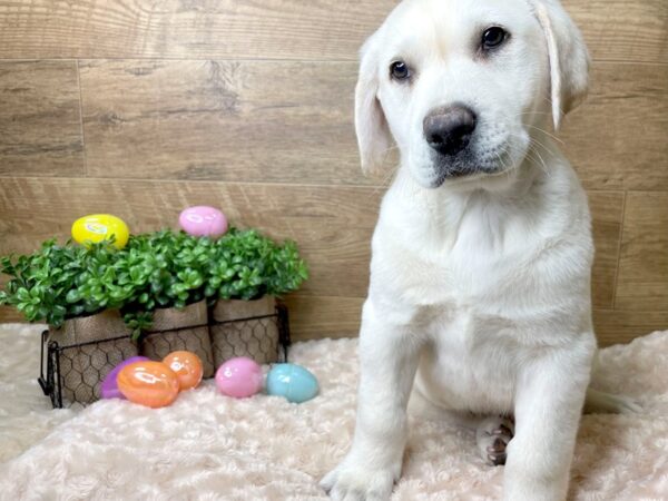 Labrador Retriever DOG Male Yellow 8181 Petland Athens, OH