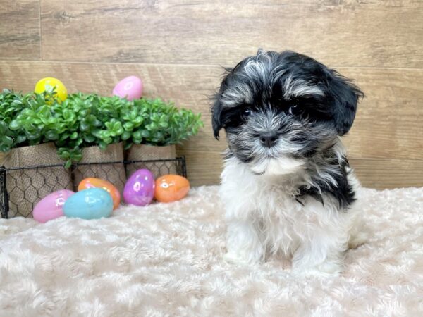 Poodle/Maltese DOG Male Black / White 8182 Petland Athens, OH