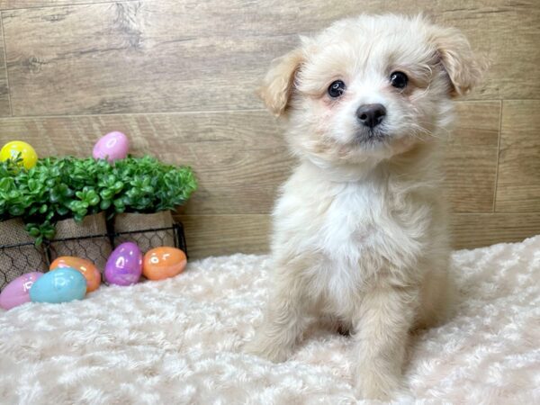 Poodle/Pomeranian DOG Male Cream 8183 Petland Athens, OH