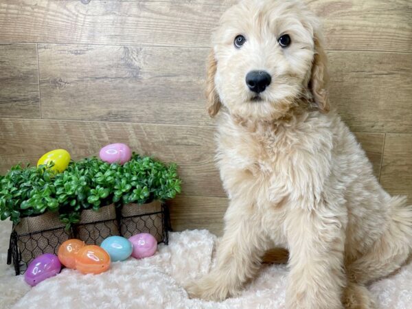 Goldendoodle DOG Male Light Golden 8153 Petland Athens, OH