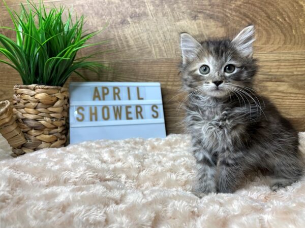 American Shorthair-CAT-Female-Grey & black-8185-Petland Athens, OH