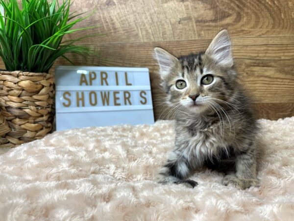 American Shorthair CAT Female Grey & black 8186 Petland Athens, OH