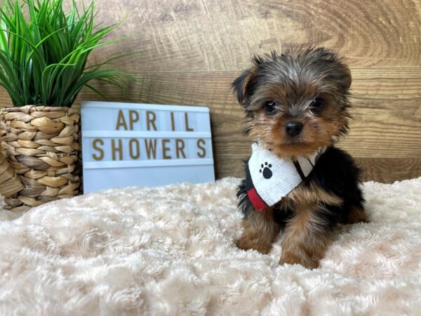 Yorkshire Terrier-DOG-Male-Black / Tan-8190-Petland Athens, OH