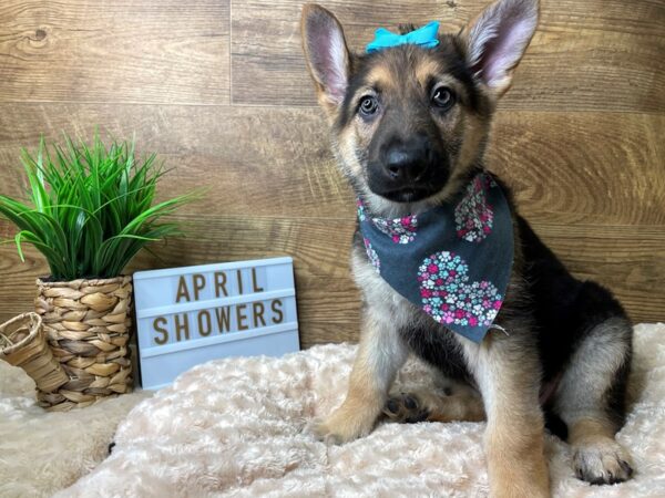 German Shepherd Dog DOG Female Black / Tan 8191 Petland Athens, OH