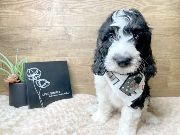 Mini Bernedoodle-DOG-Male-Black / White-8204-Petland Athens, OH