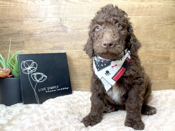 2nd Generation Mini Goldendoodle-DOG-Male-Chocolate-8198-Petland Athens, OH