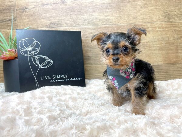 Yorkshire Terrier-DOG-Female-Black / Tan-8196-Petland Athens, OH