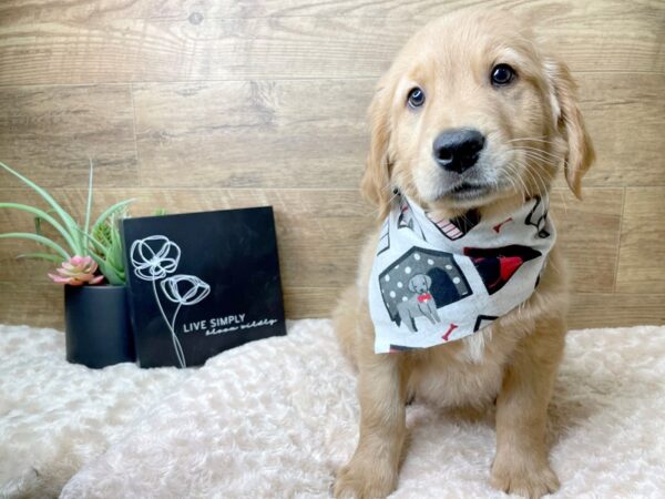 Golden Retriever-DOG-Male-Dark Golden-8195-Petland Athens, OH