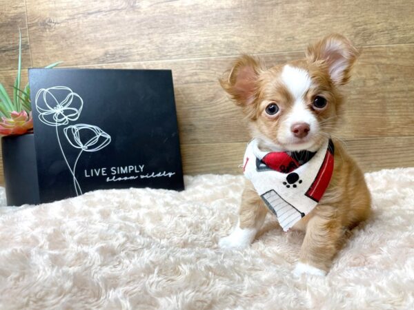 Chihuahua-DOG-Male-Red-8194-Petland Athens, OH