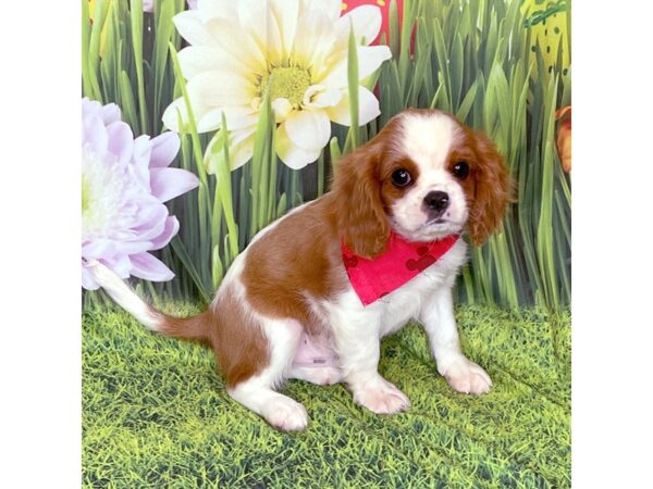 Cavalier King Charles Spaniel DOG Male blem 8241 Petland Athens, OH