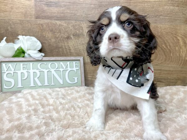 Cocker Spaniel DOG Male Brown / Tan 8209 Petland Athens, OH