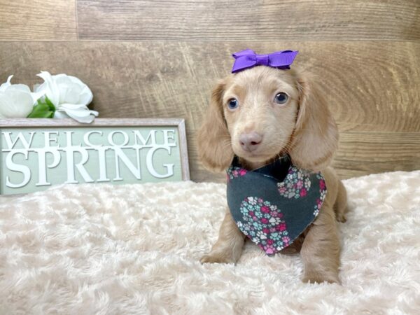 Dachshund-DOG-Female-Red-8210-Petland Athens, OH