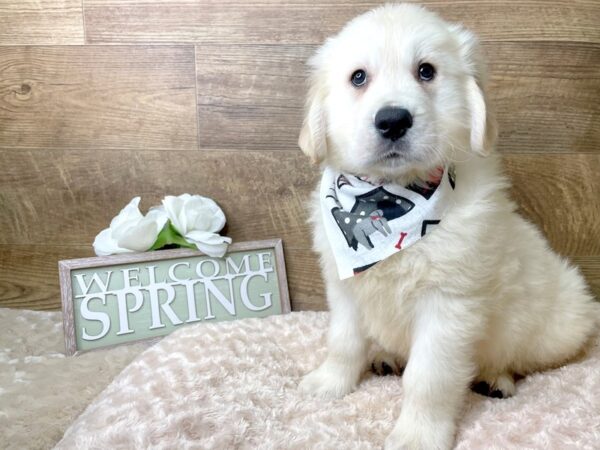 Golden Retriever-DOG-Male-Light Golden-8212-Petland Athens, OH