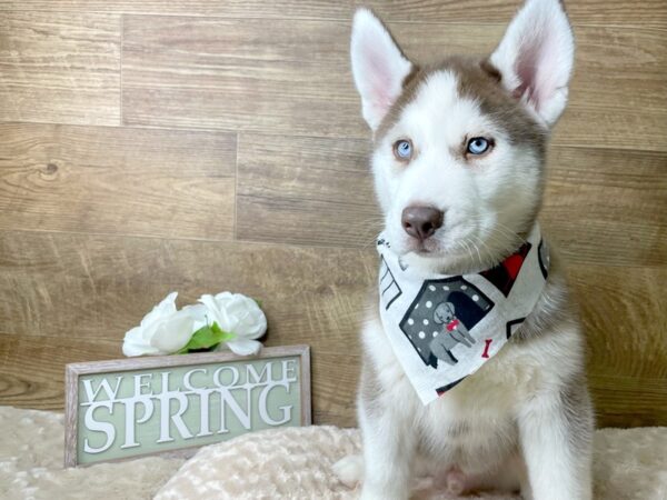 Siberian Husky DOG Male Red / White 8213 Petland Athens, OH