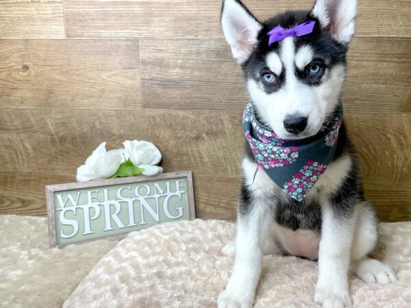 Siberian Husky DOG Female Black / White 8214 Petland Athens, OH