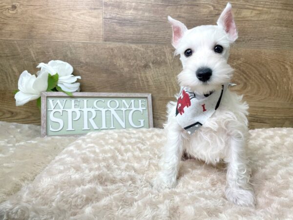 Miniature Schnauzer-DOG-Male-White-8216-Petland Athens, OH