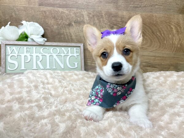 Pembroke Welsh Corgi DOG Female Sable / White 8217 Petland Athens, OH