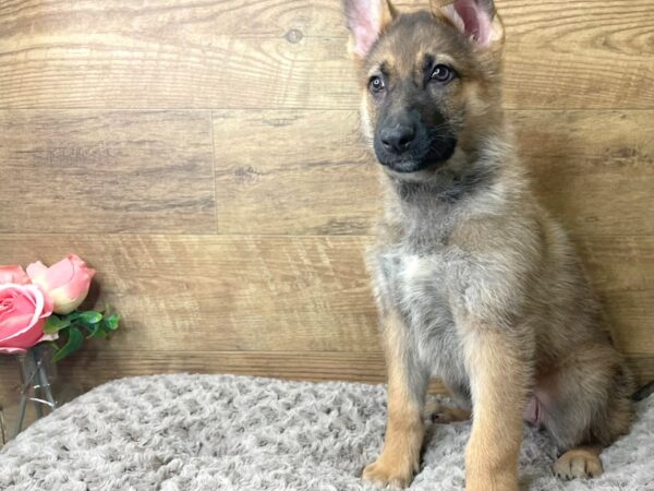 German Shepherd DOG Female Sable 8226 Petland Athens, OH