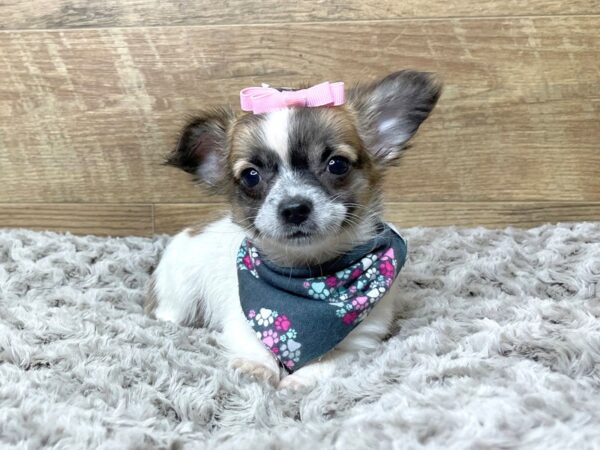Chihuahua-DOG-Female-Black Sabled Fawn-8225-Petland Athens, OH