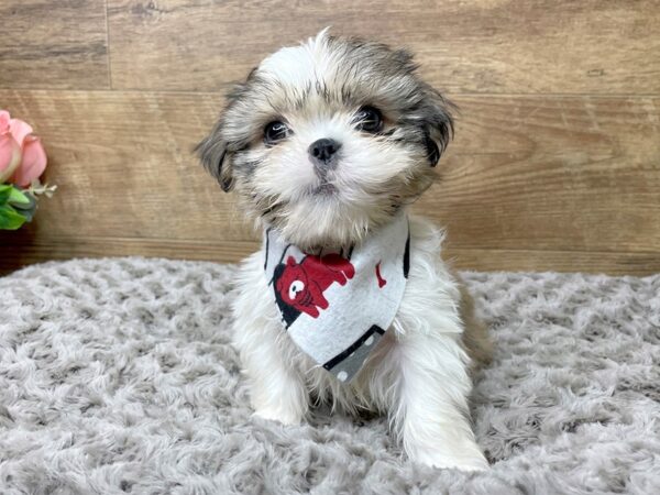 Shih Tzu DOG Male Gold / White 8224 Petland Athens, OH