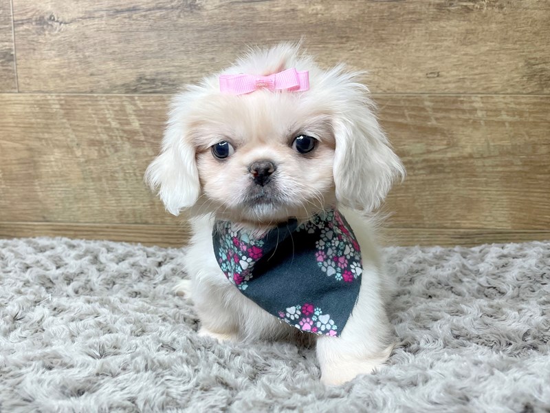 Pekingese Puppy Cream ID 8222 Located at Petland Athens OH