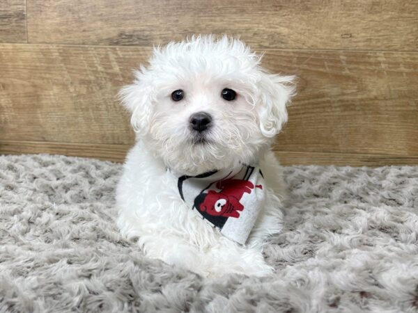 Maltese DOG Male White 8221 Petland Athens, OH