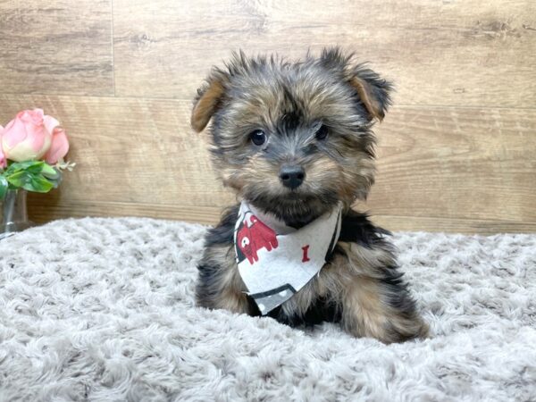 Morkie-DOG-Male-Black / Tan-8220-Petland Athens, OH