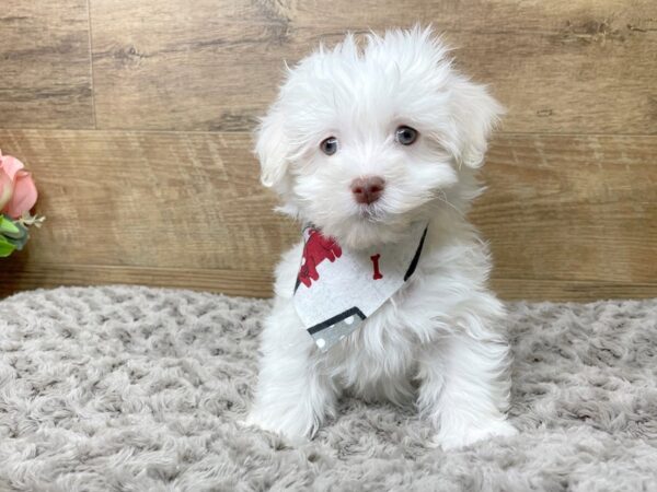 Havanese DOG Male White 8218 Petland Athens, OH