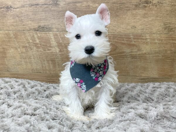 Miniature Schnauzer DOG Female White 8219 Petland Athens, OH