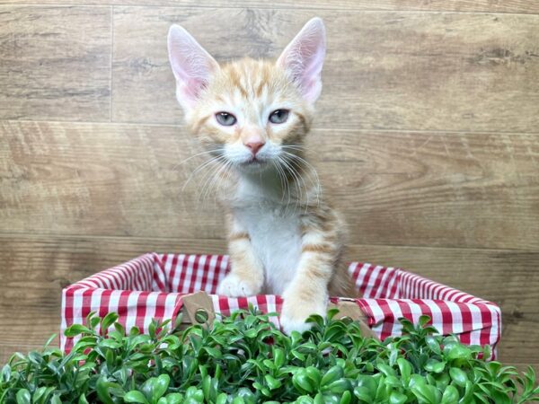 American Shorthair-CAT-Male-Orange/white-8228-Petland Athens, OH