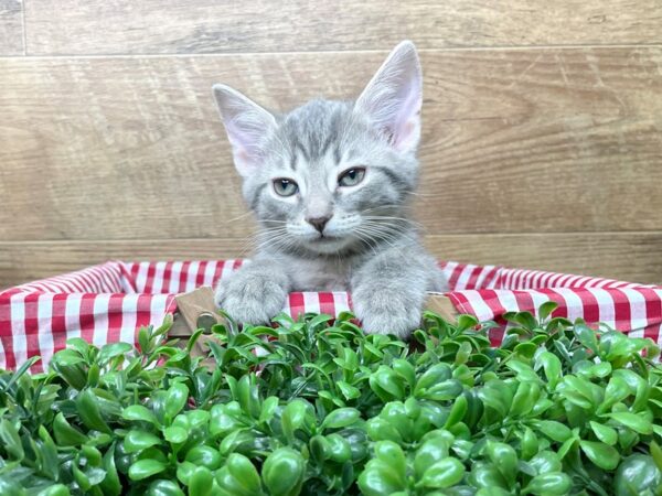 American Shorthair CAT Male Grey/white 8229 Petland Athens, OH