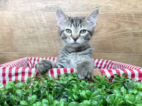 American Shorthair-CAT-Male-Black/grey-8231-Petland Athens, OH