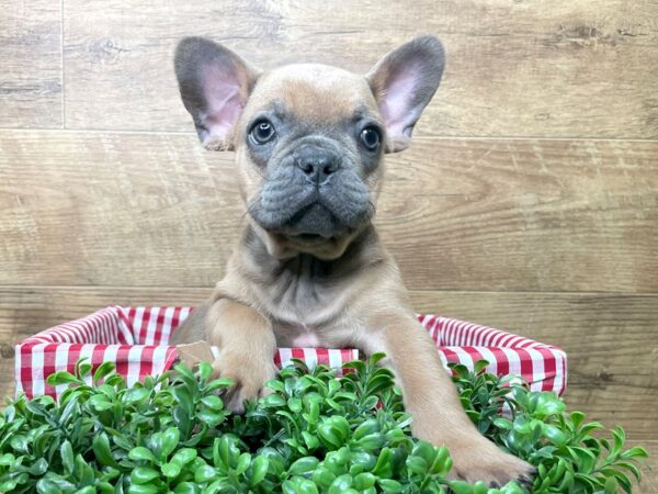 French Bulldog-DOG-Male-Blue-8240-Petland Athens, OH