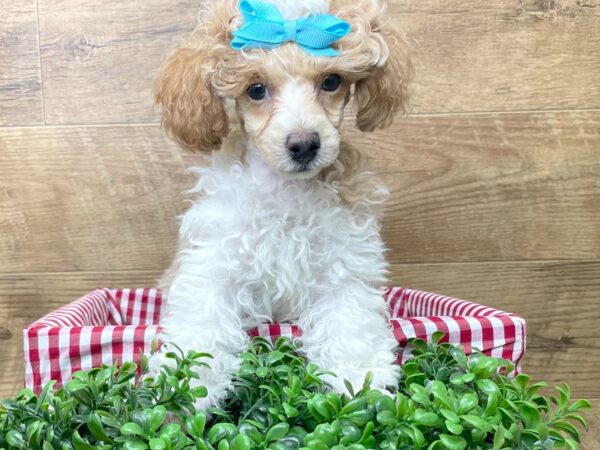Poodle-DOG-Female-Apricot-8239-Petland Athens, OH