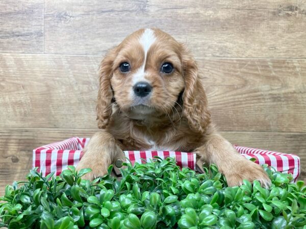 Cavalier King Charles Spaniel DOG Male Ruby 8237 Petland Athens, OH