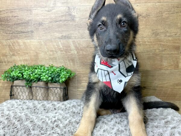 German Shepherd Dog-DOG-Male-Black / Tan-8235-Petland Athens, OH