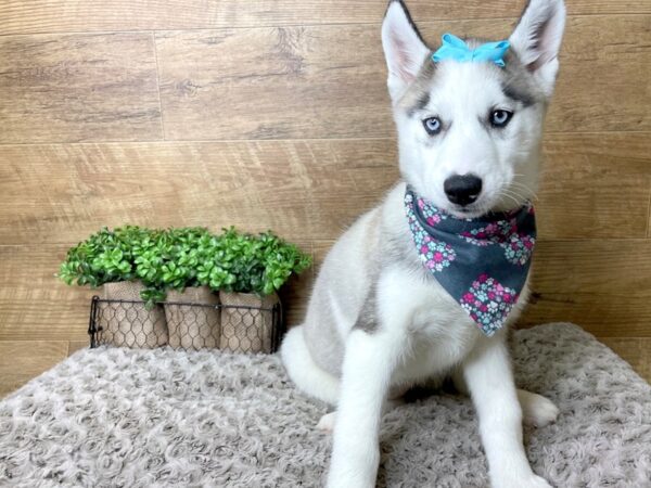 Siberian Husky DOG Female Agouti / White 8233 Petland Athens, OH