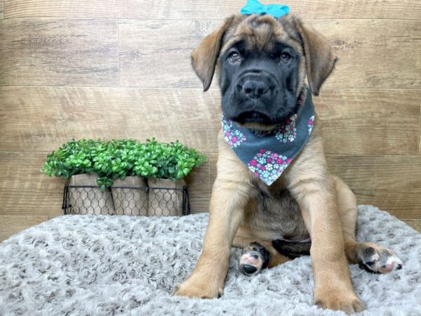 Bullmastiff DOG Female Fawn 8234 Petland Athens, OH