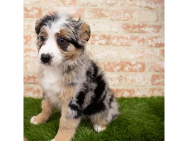 Australian Shepherd-DOG-Female-Blue Merle-8246-Petland Athens, OH