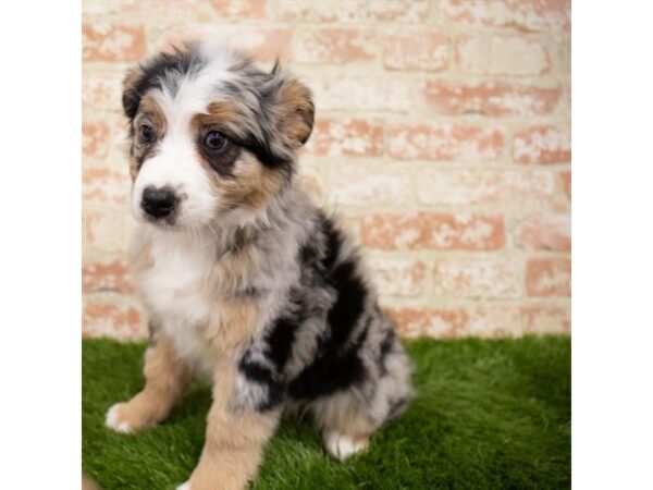 Australian Shepherd DOG Female Blue Merle 8246 Petland Athens, OH