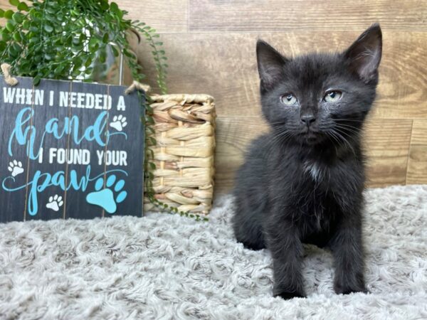 American Shorthair CAT Female Black 8242 Petland Athens, OH