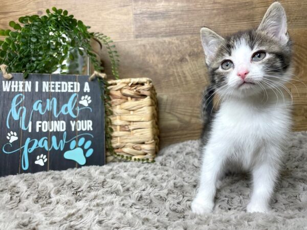American Shorthair-CAT-Male-Dark grey & white-8243-Petland Athens, OH