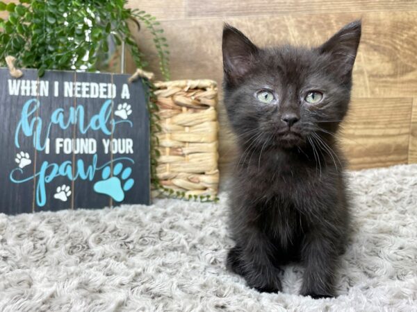 American Shorthair-CAT-Male-Black-8244-Petland Athens, OH