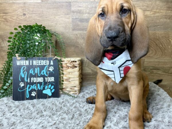 Bloodhound DOG Male Red 8247 Petland Athens, OH