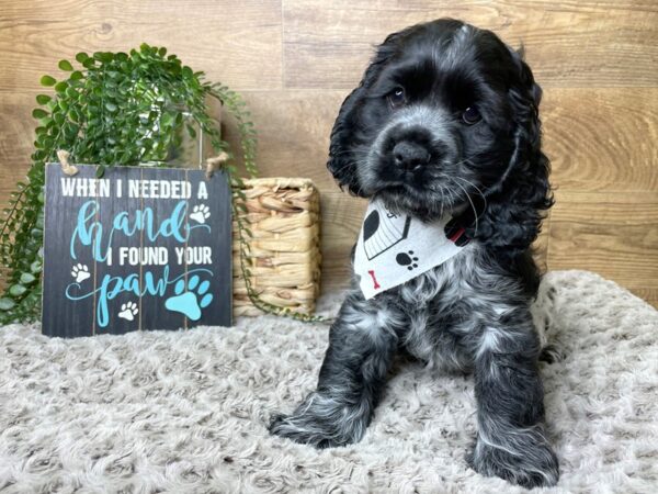 Cocker Spaniel DOG Male Black / White 8248 Petland Athens, OH